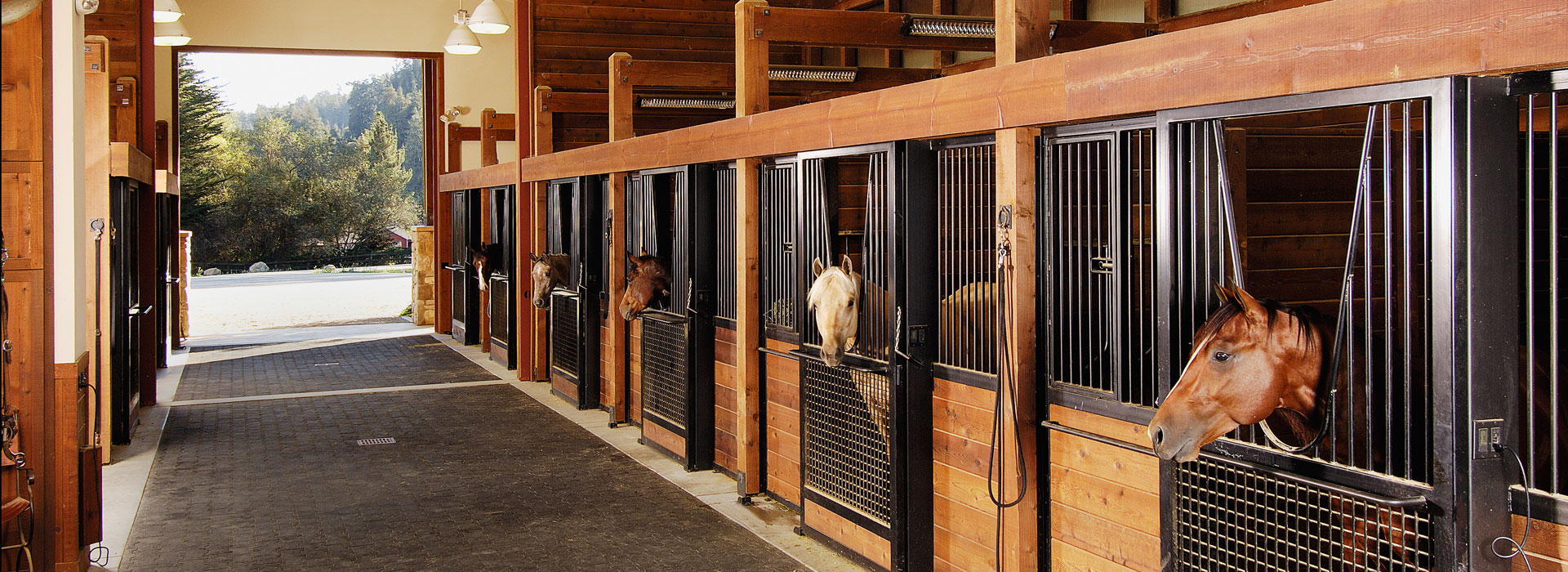 Horses in Stables